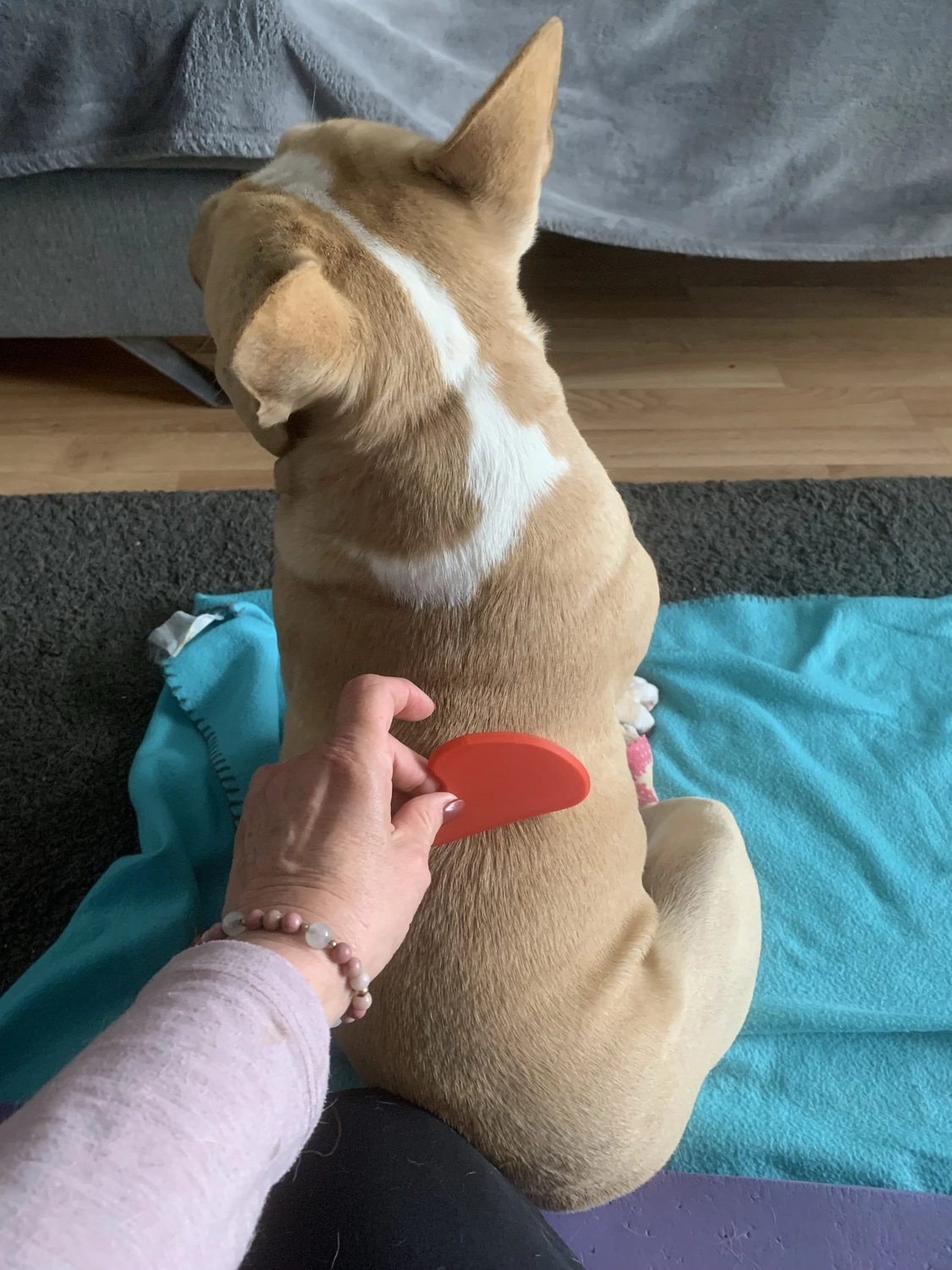 Hunde Physiofit