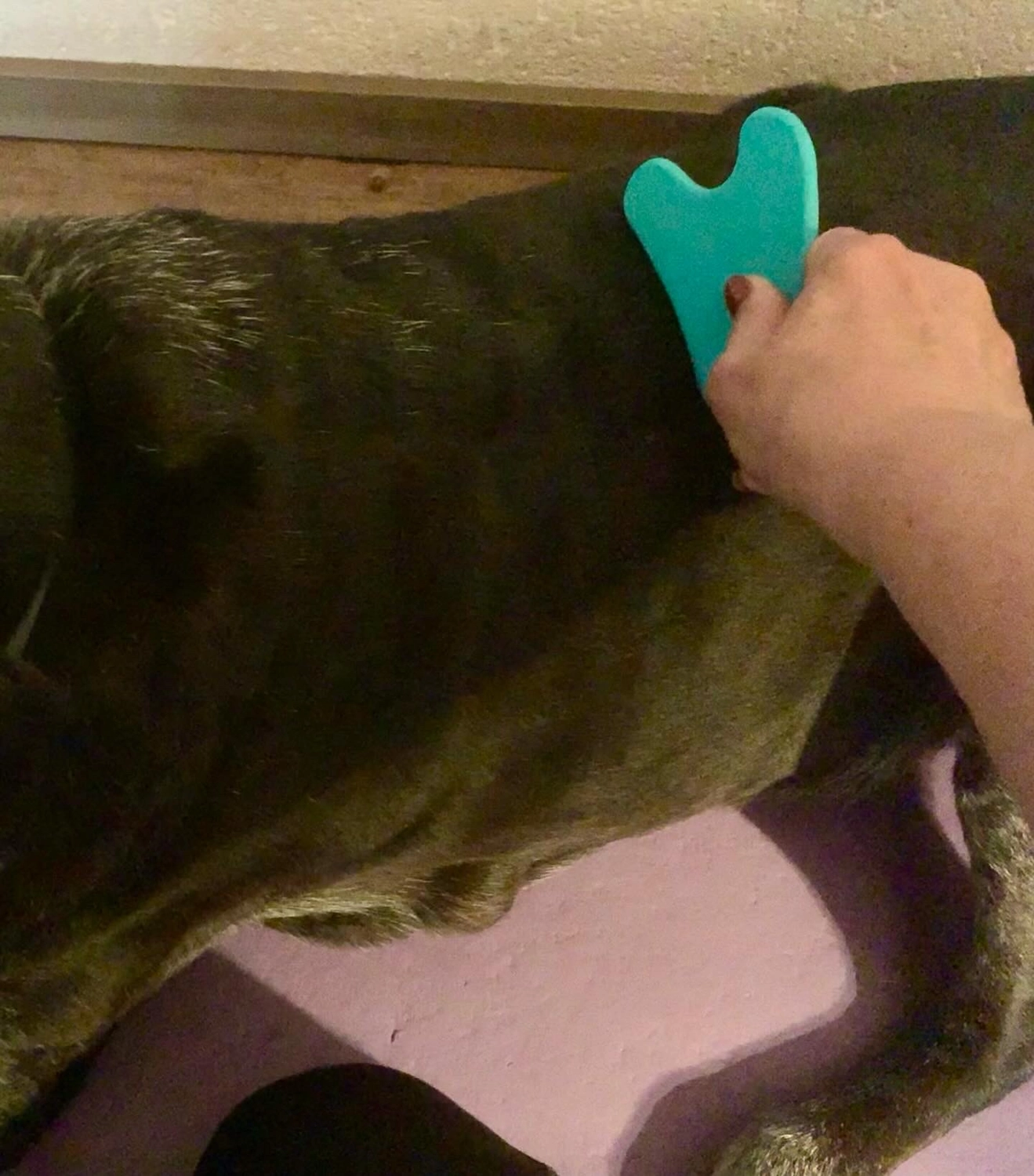 Hunde Physiotherapie, Hunde
