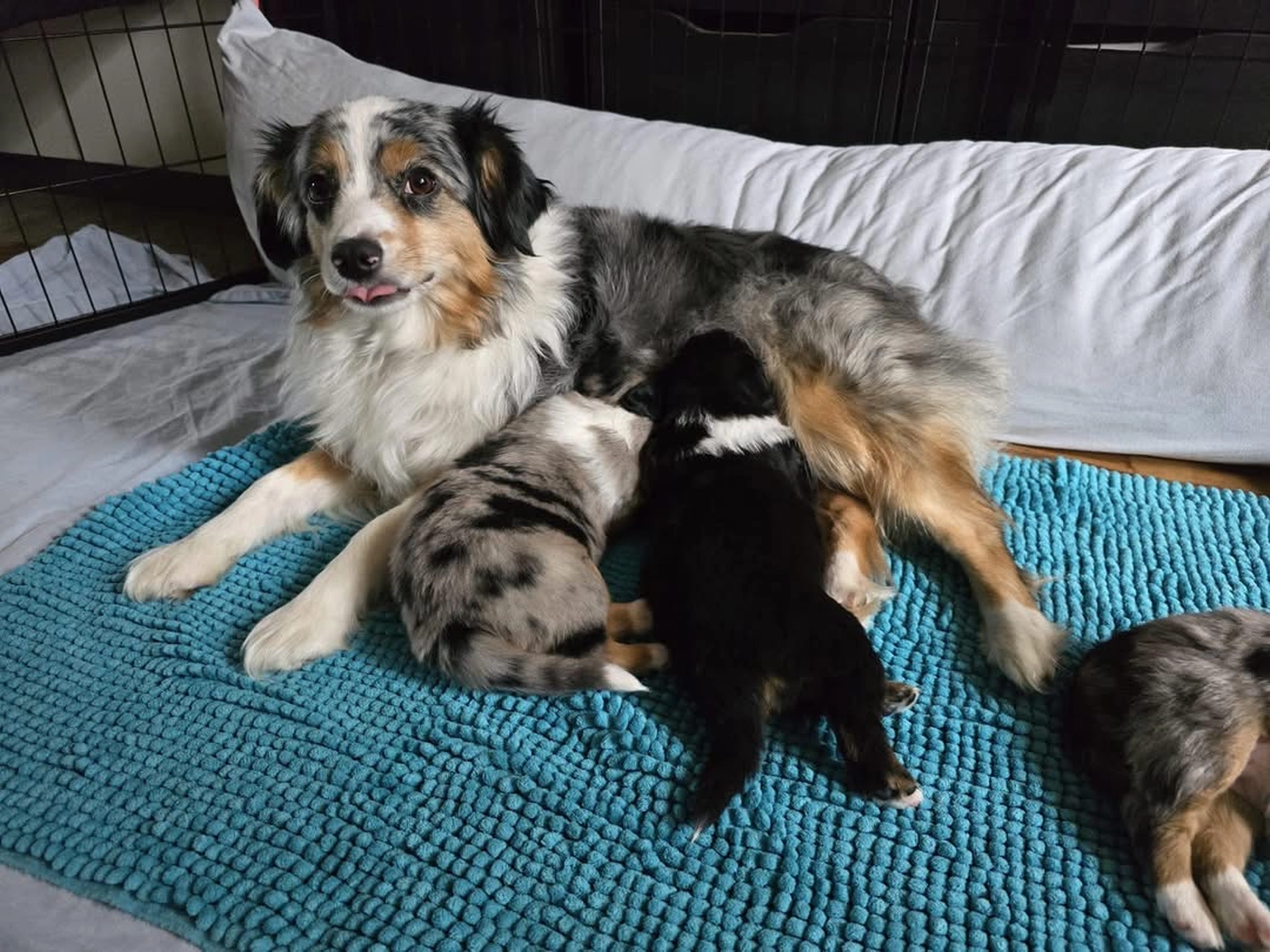 Hunde Physiofit, Hunde Homöopathie/Naturheilkunde
