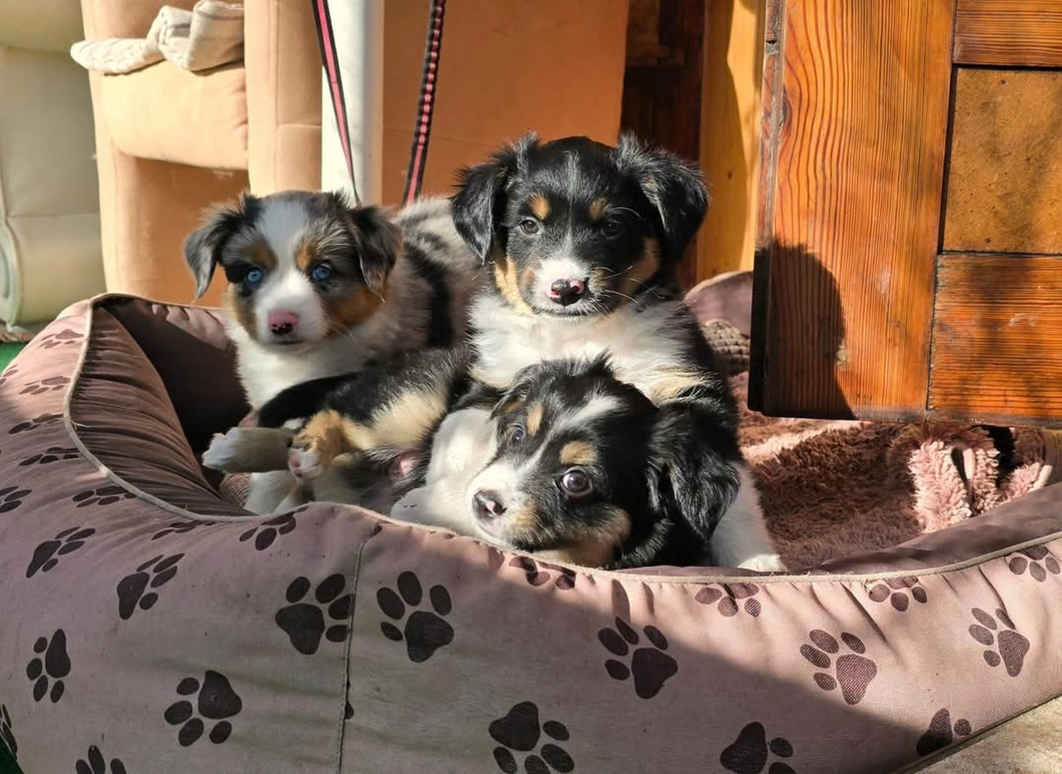 Hunde Physiotherapie, Hunde
