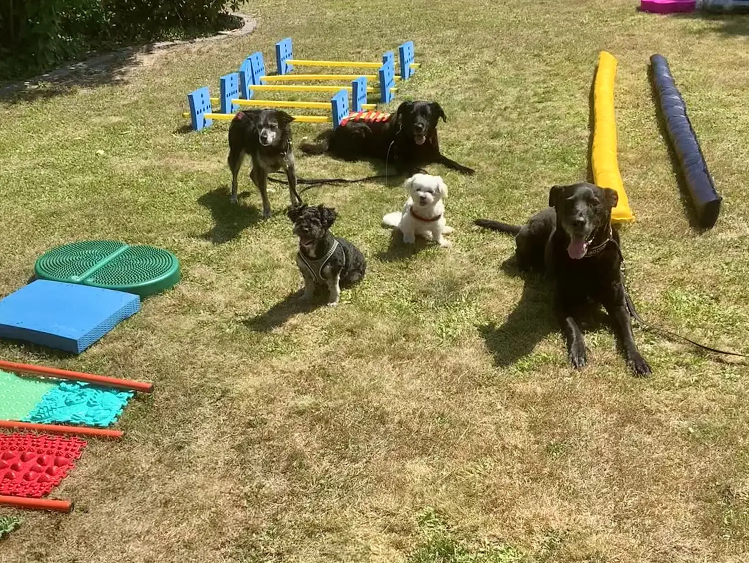Hunde Physiotherapie, Hunde