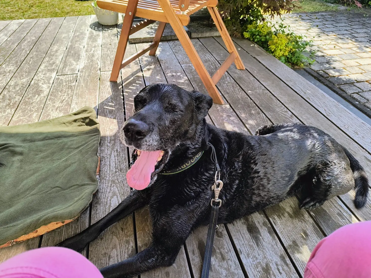 Hunde Physiotherapie, Hunde