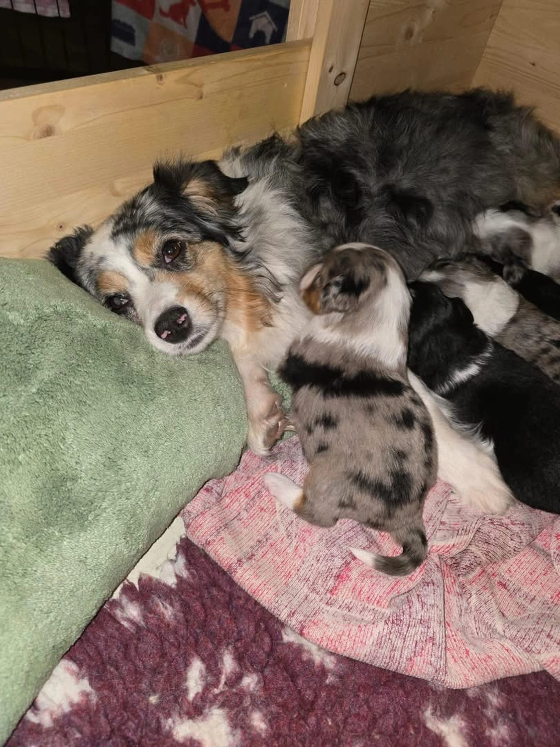 Berlin, Welpenberatung, Hunde Ernährungsberatung