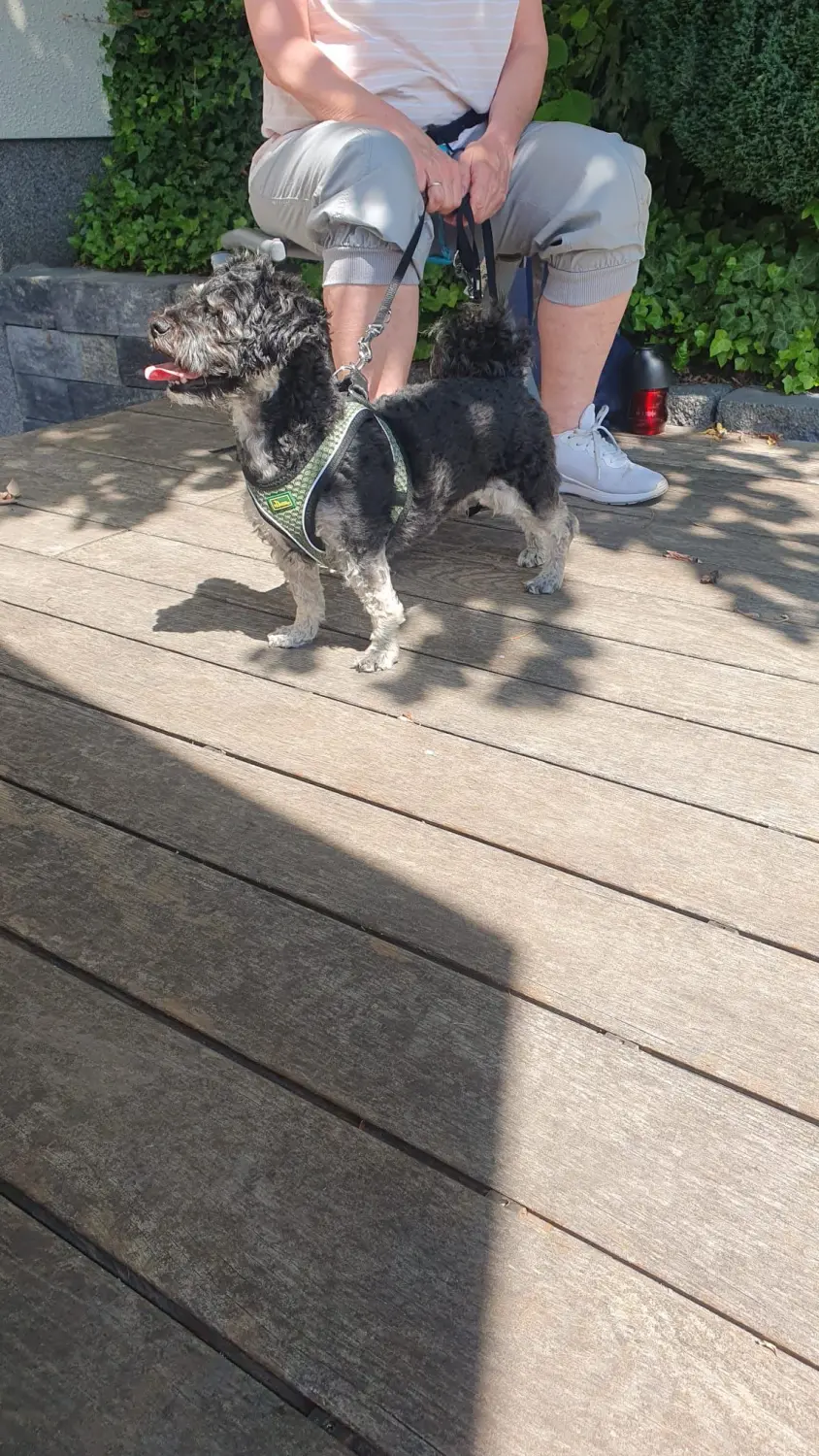 Hunde Physiotherapie, Hunde