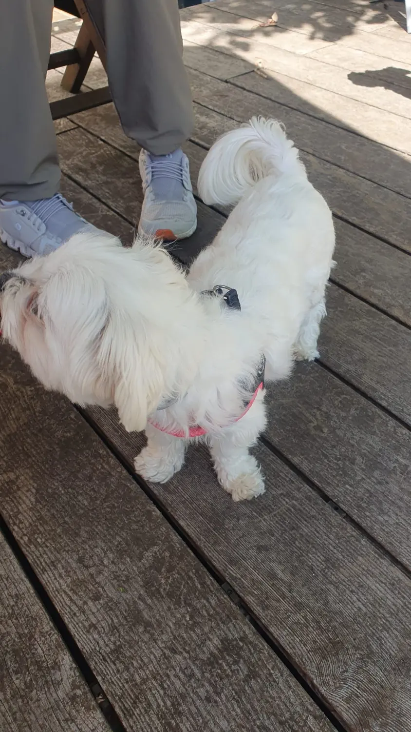 Hunde Physiotherapie, Hunde