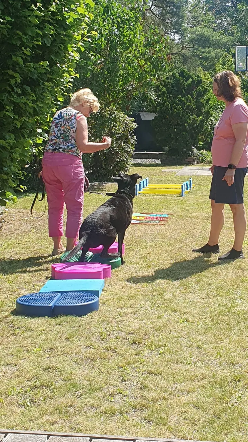 Hunde Physiotherapie, Hunde