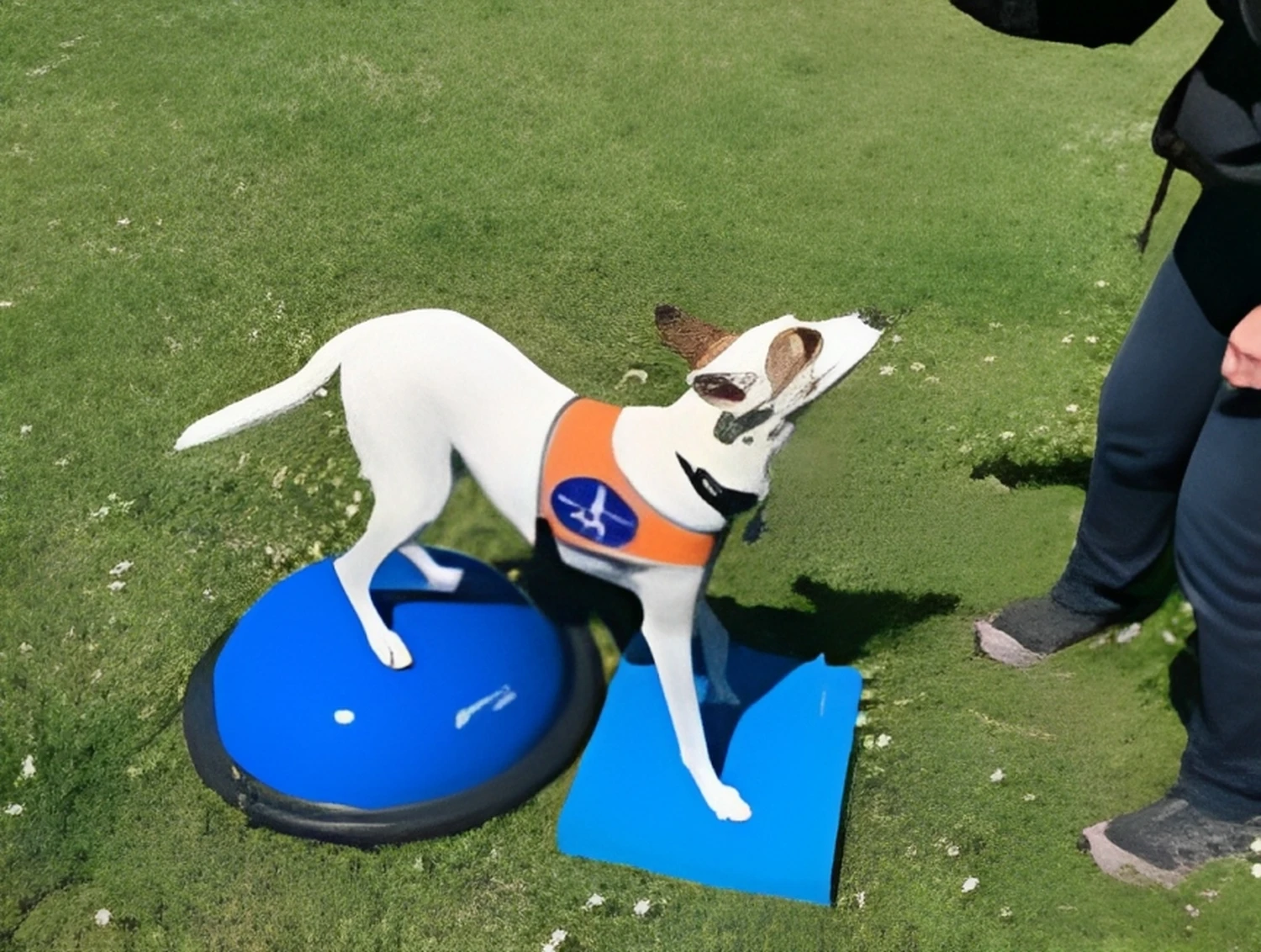Hundherum Gesund, Hundephysiotherapie